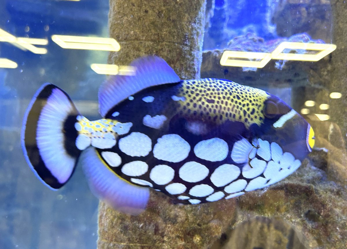 I always thought the clown trigger was the fish i would get if i got a ...