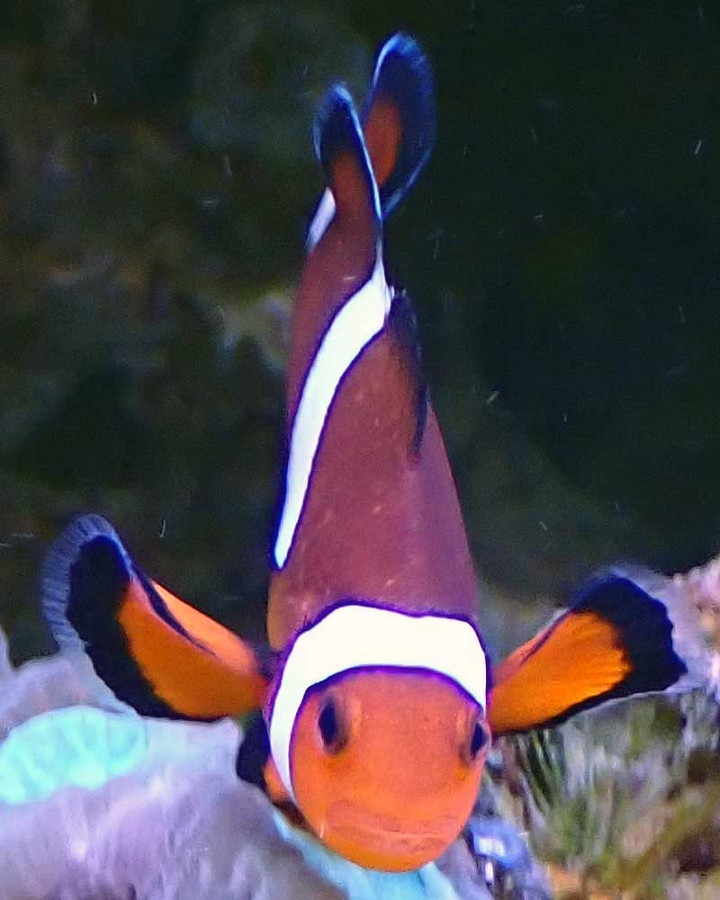 clown.jpg