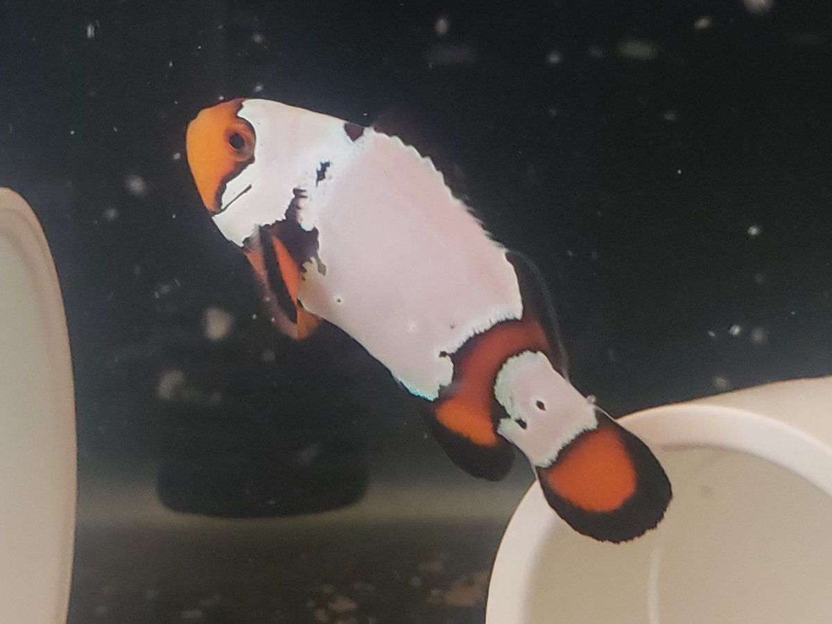 clown1.jpg