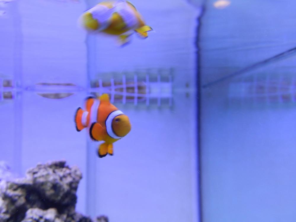 clown5.jpg