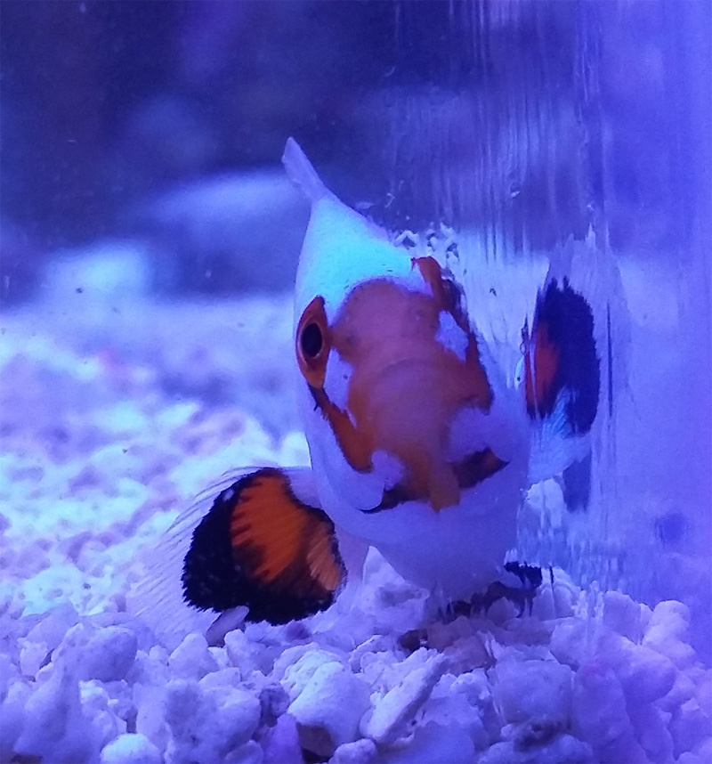 clownface.jpg