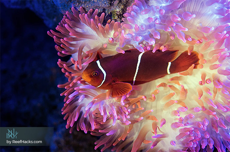 Clownfish-Anemone-Fish-Food.jpg