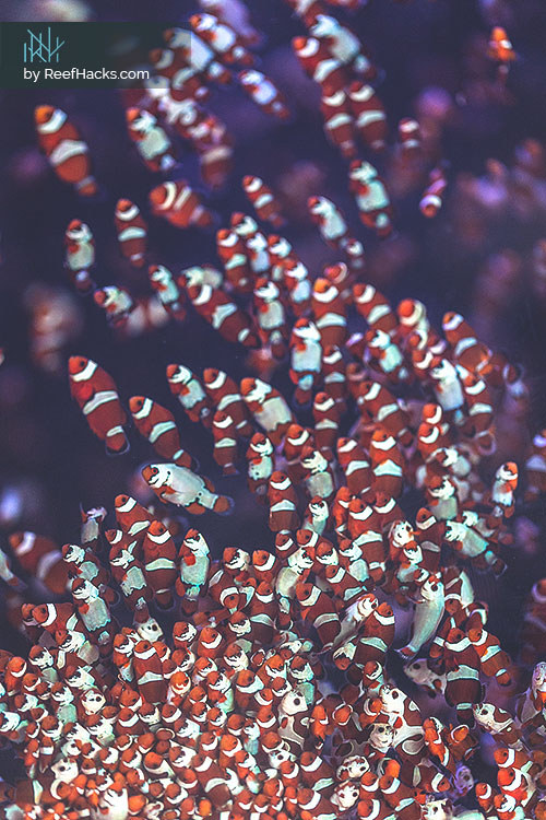 Clownfish-Babies-1-month-old.jpg