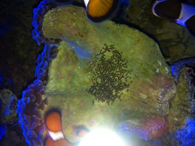 Clownfish Eggs Closeup.jpg