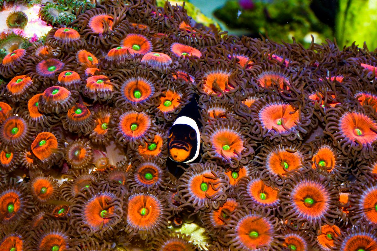 Clownfish in zoas.jpg