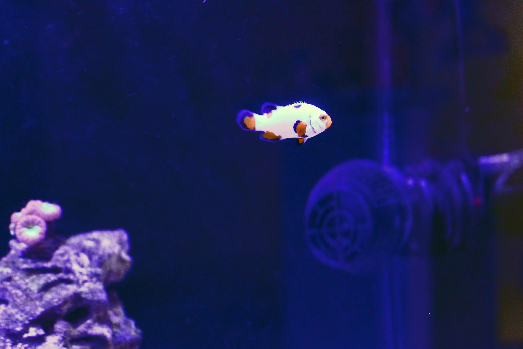 clownfish.jpg