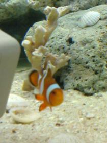 Clownfish...jpg