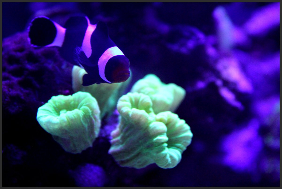 clownfish.jpg