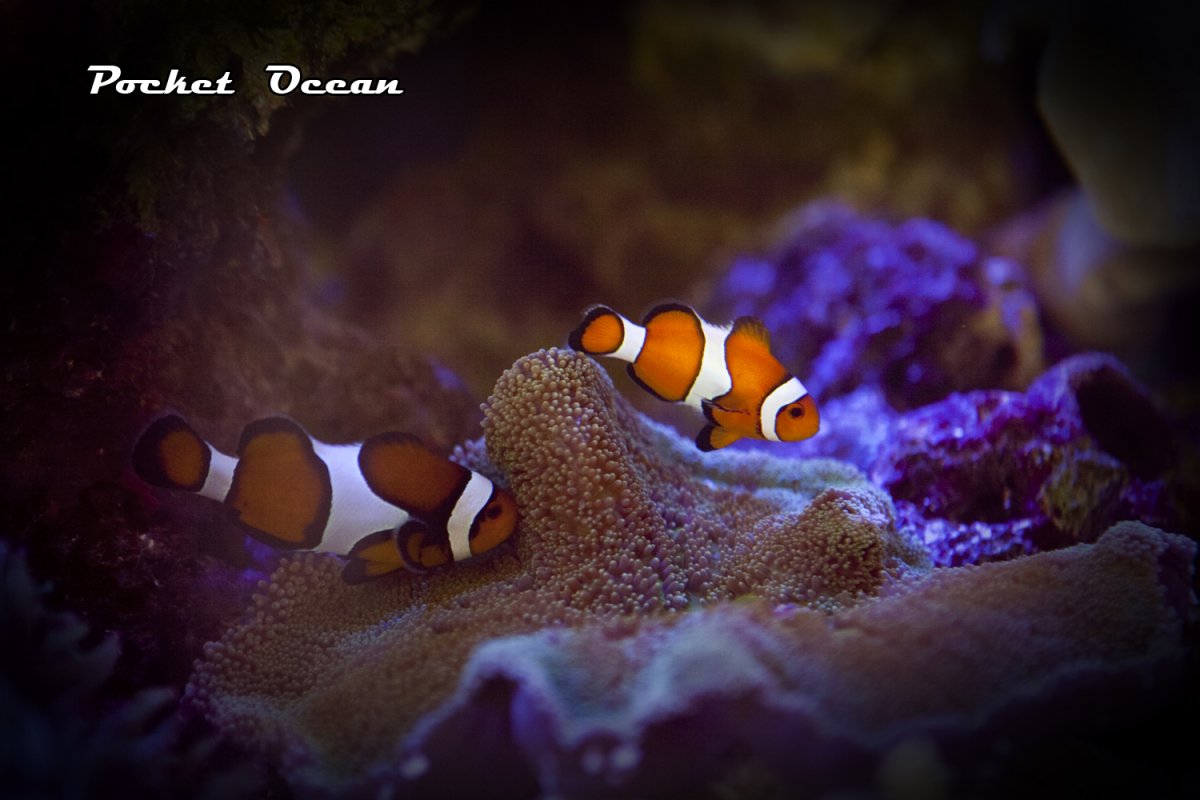 clownfish.jpg