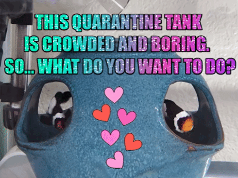 clownfish meme.gif