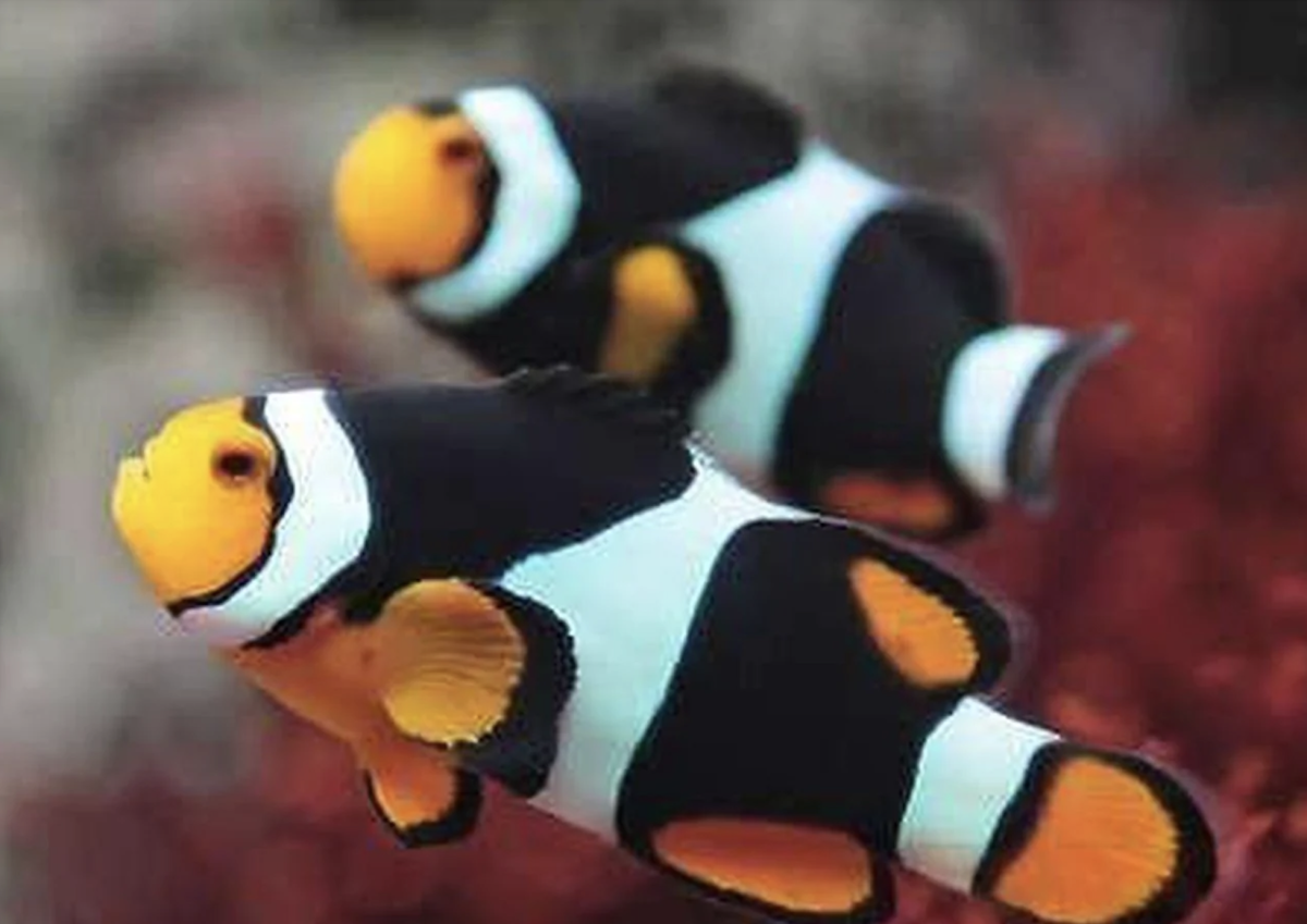 clownfish onyx.png