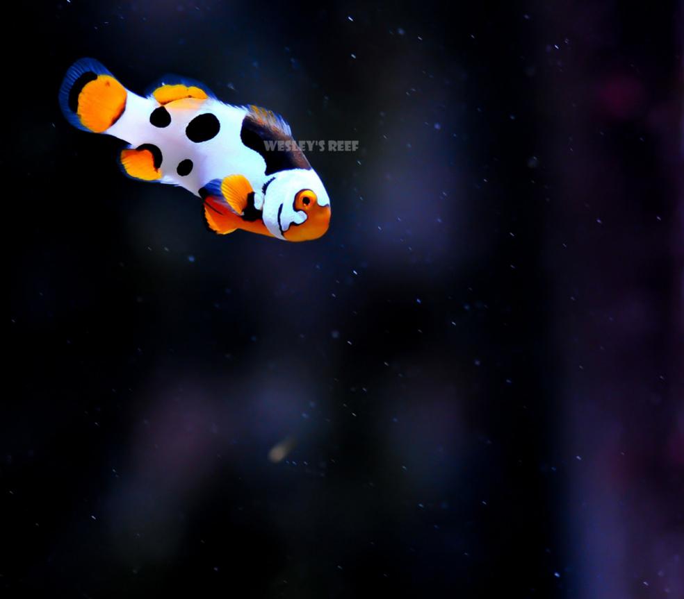 Clownfish USA Magneto Picasso 000.jpg