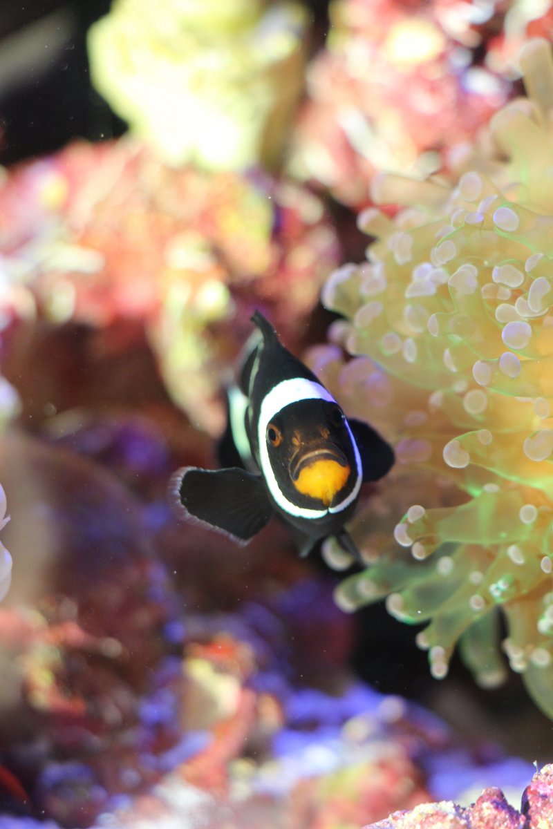 clownfish2.JPG