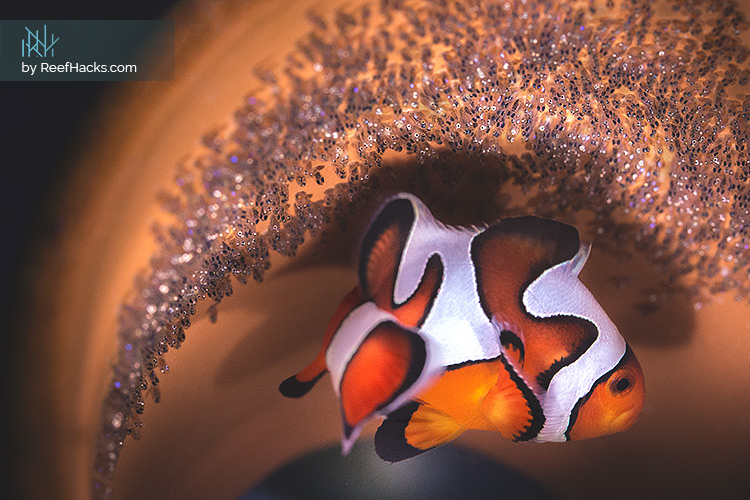 Clownfish_DaVinci_Nest.jpg