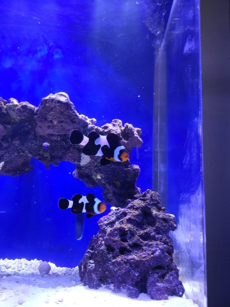 clownid1.jpg