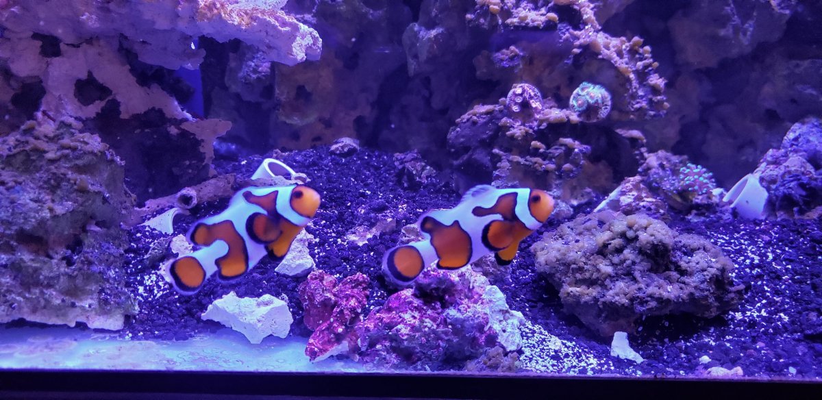 Clowns 3rd.jpg