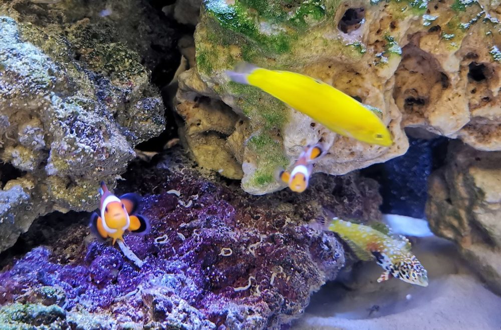 Clowns & Wrasses.jpg