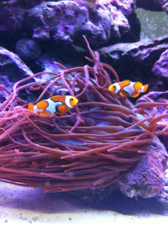 clowns2.jpg