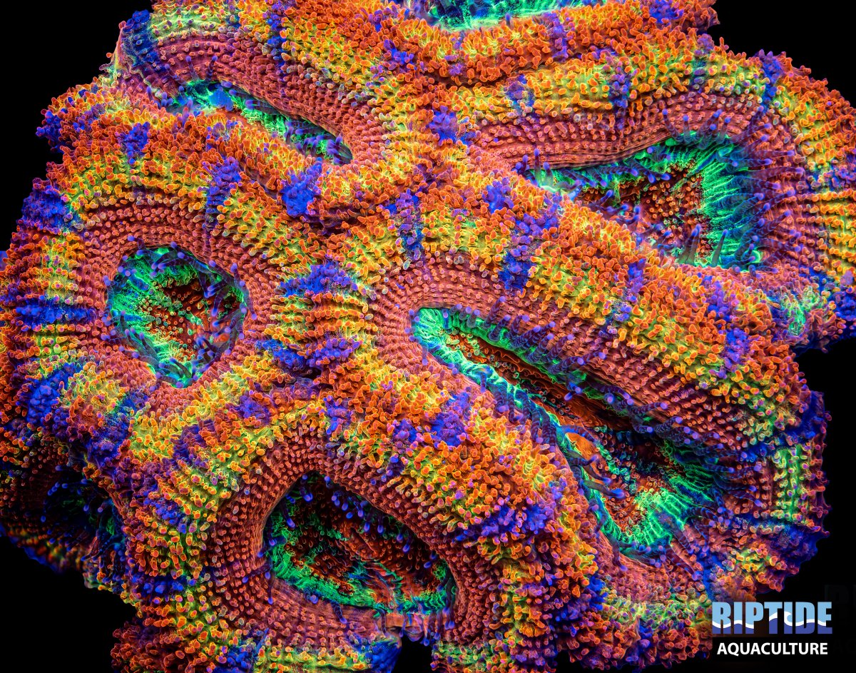 Clownshoes11x14 copy.jpg
