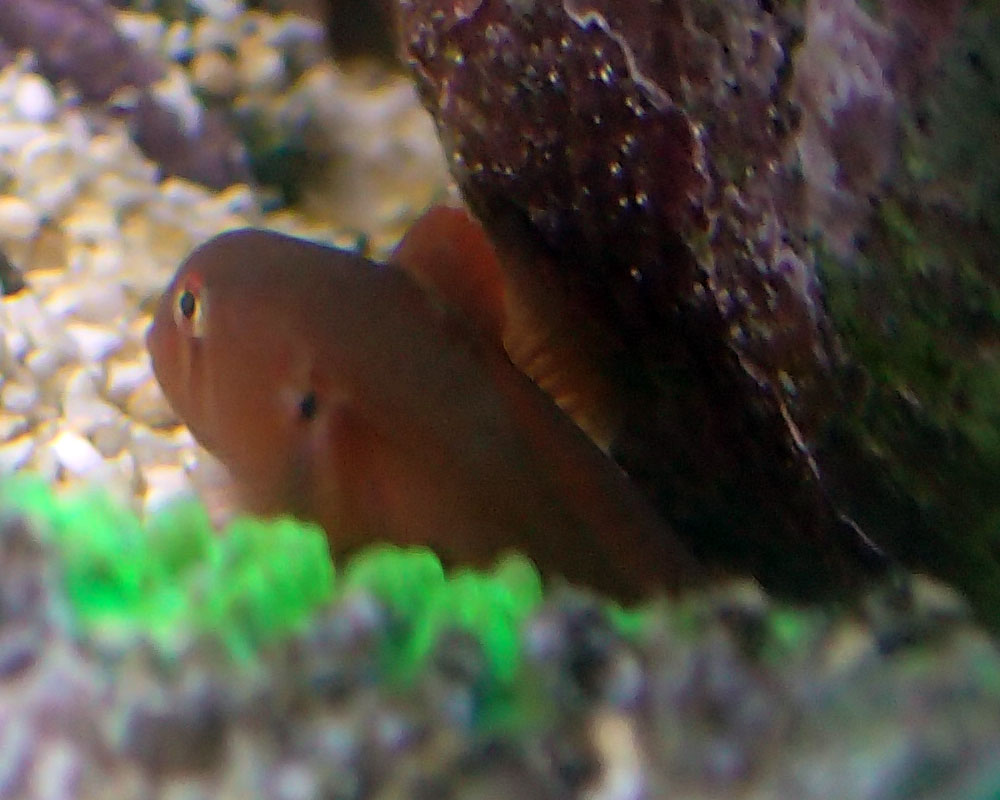 coby-1.jpg