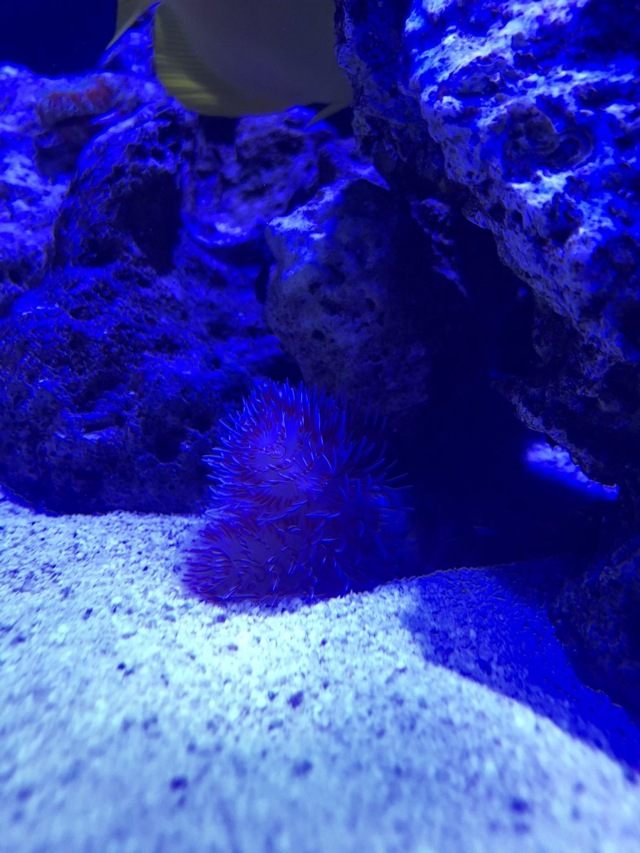 coco worm.jpg