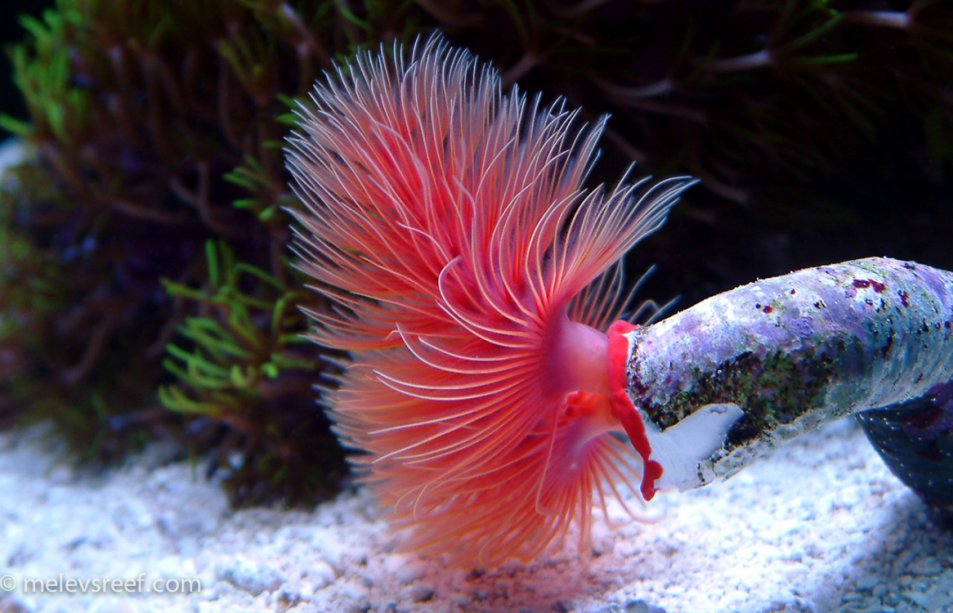 coco-worm.jpg