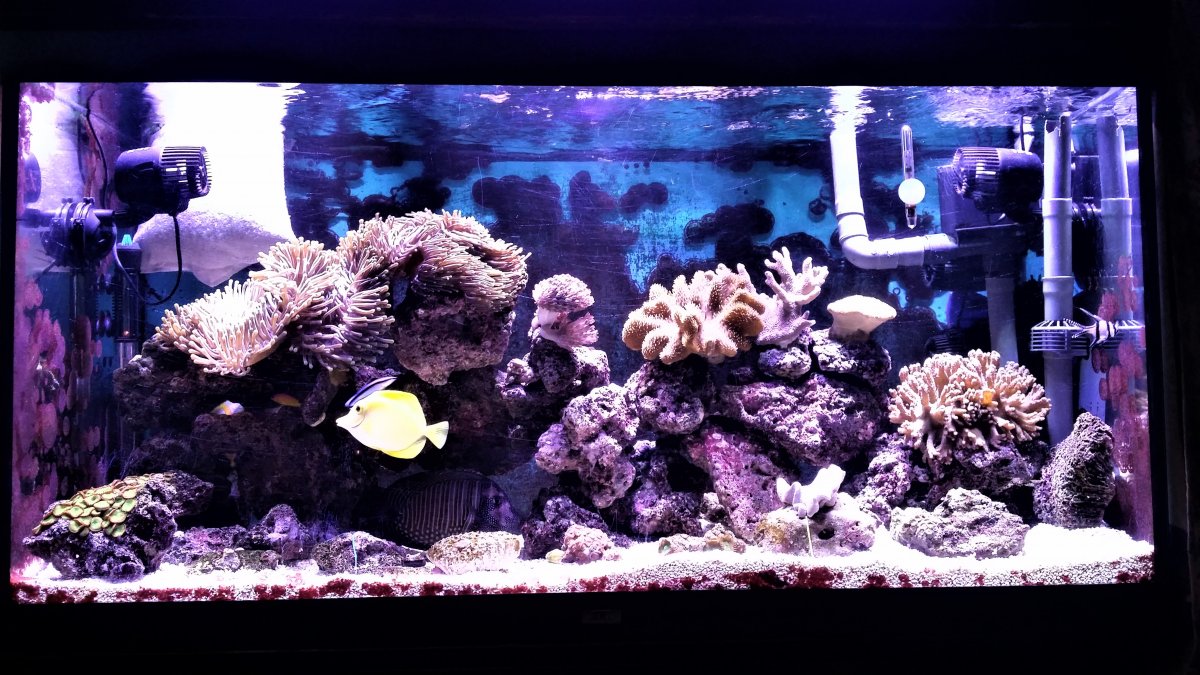 Colin Reef Tank.jpg