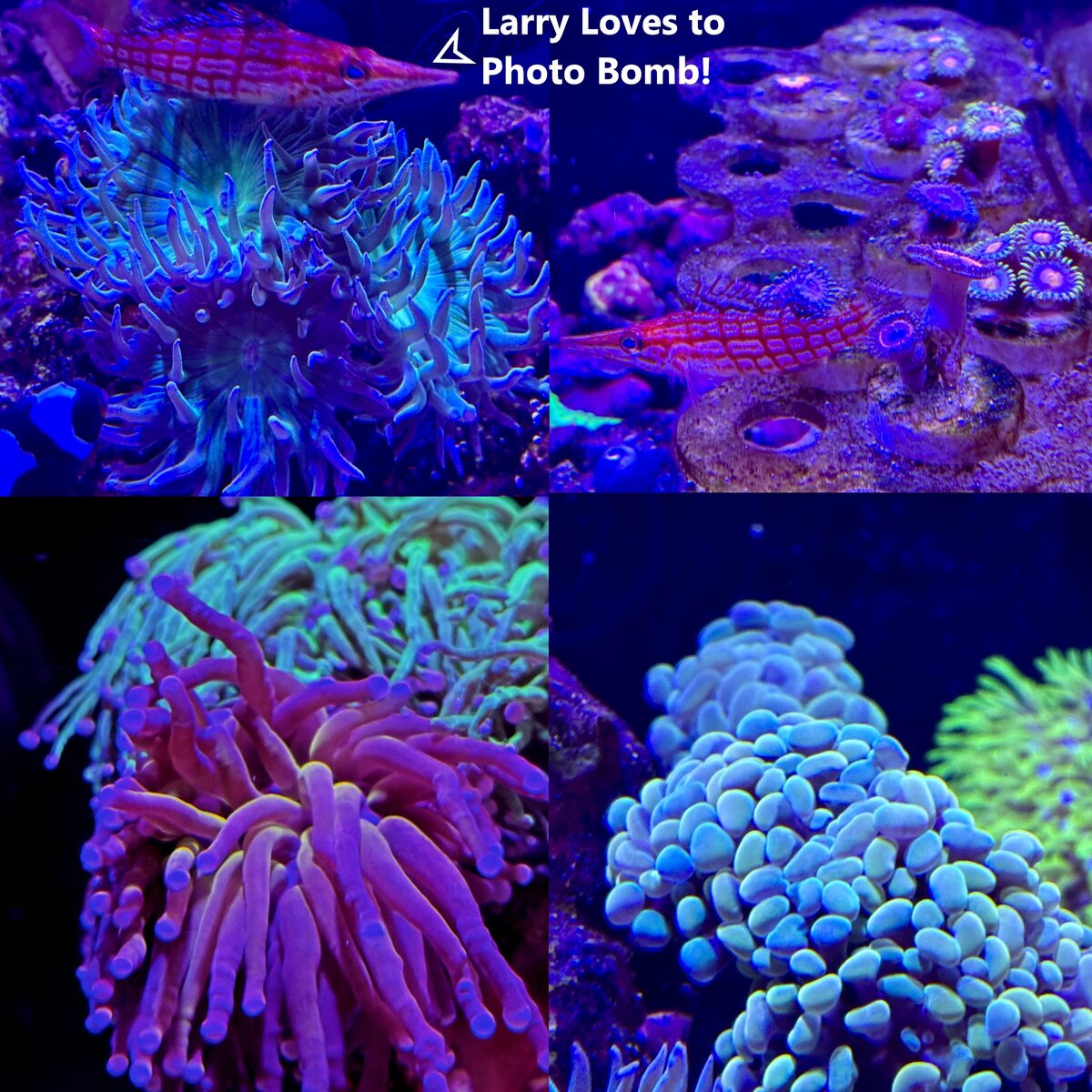 collage photo 2.jpg