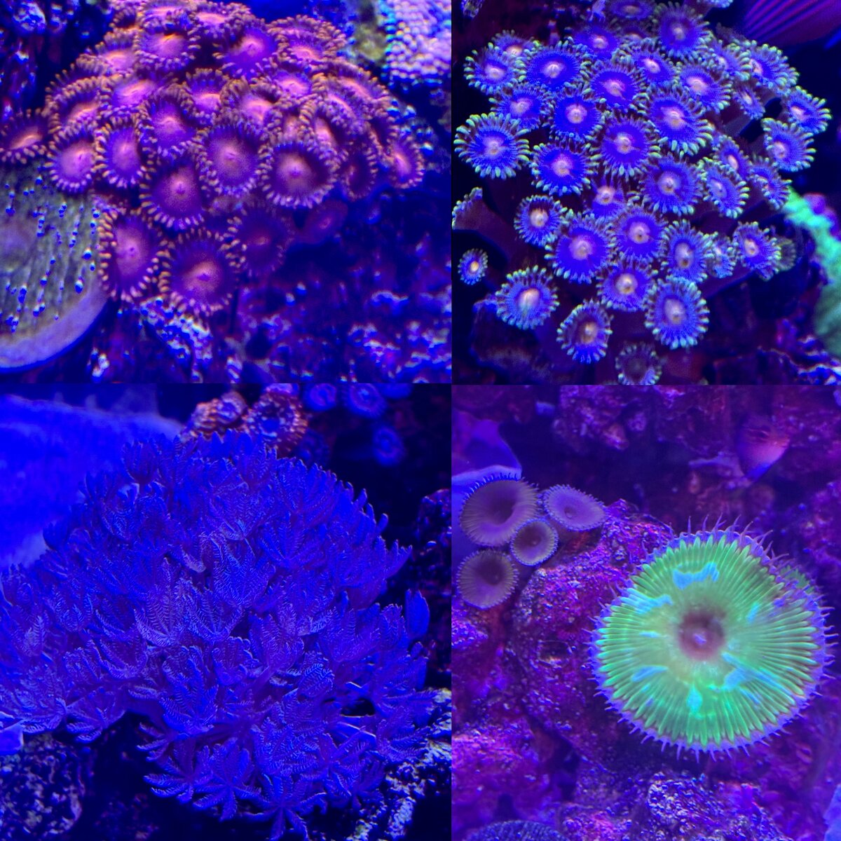 collage photos.jpg