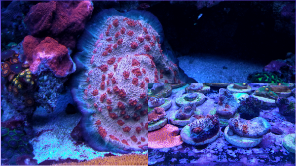 CollageMaker Plus_2018101855410125.png