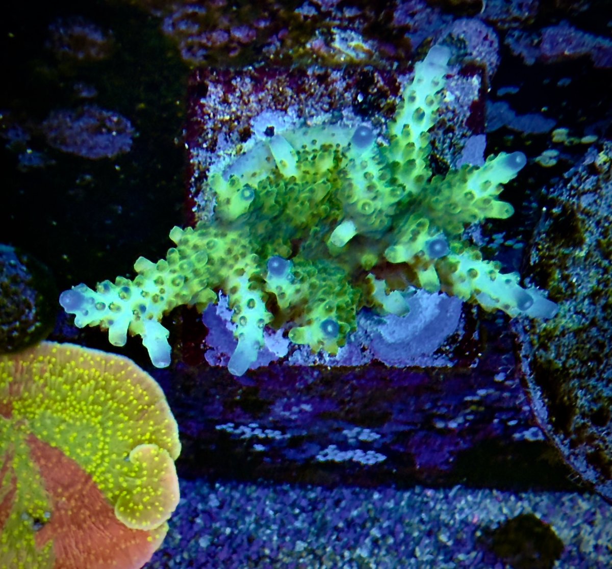Colliderscope Nov 2025 TOP DOWN.jpeg