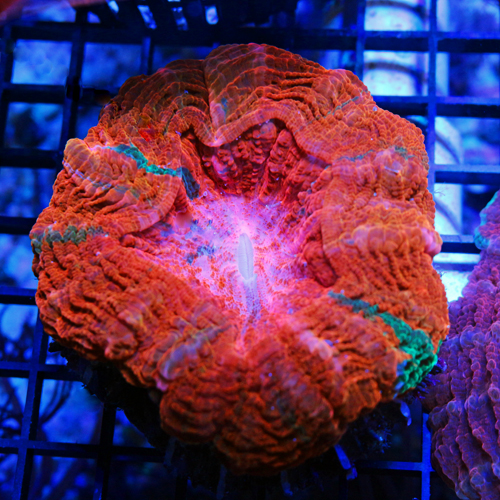 Colony 1- Ultra Acanthophyllia Deshayesiana, Meat Coral WYSIWYG 1499-899.jpg