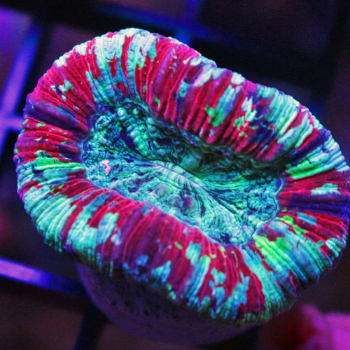 Colony 16- Rainbow Brain Coral WYSIWYG 159-99.jpg