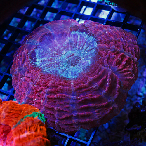 Colony 2- Acanthophyllia Deshayesiana, Meat Coral WYSIWYG 999-699.jpg