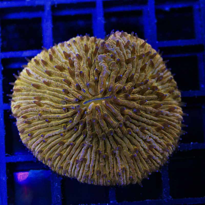Colony 5 Orange plate Coral 74-46.jpg