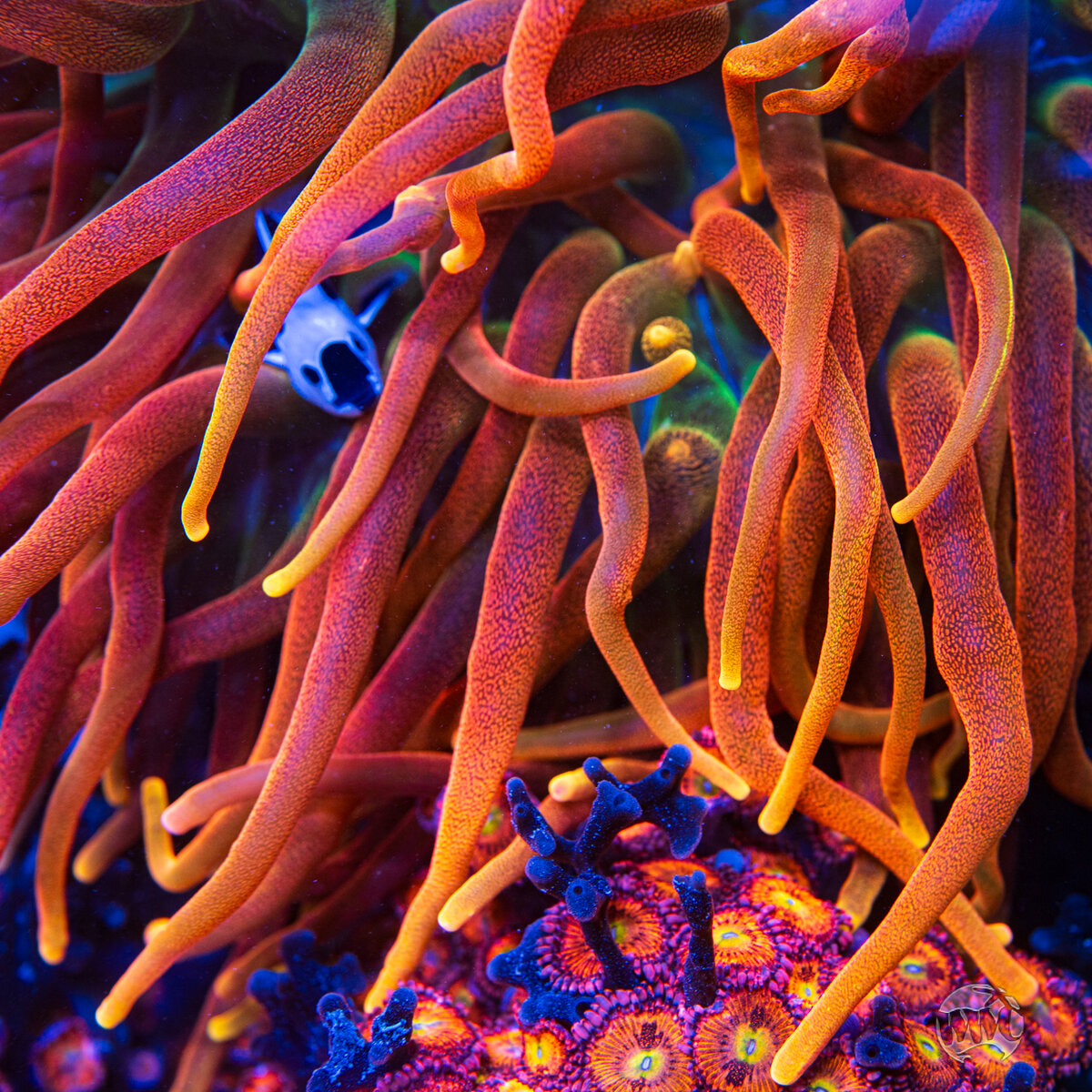 Colorado-Sunburst-Bubble-Anemone-0115-MC-sm.jpg