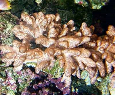 colt corals.jpg
