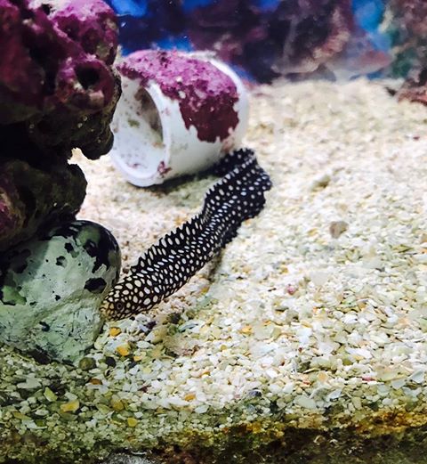 cometmoray.jpg