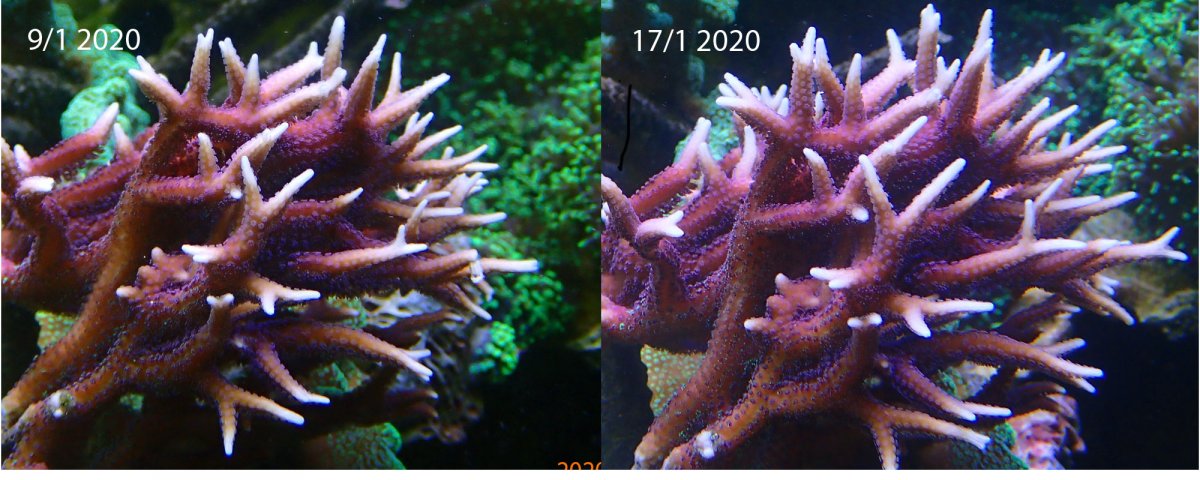 compare.jpg