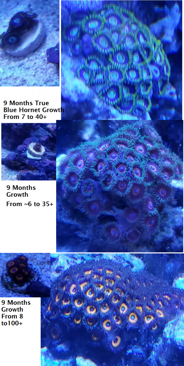 Compare.png