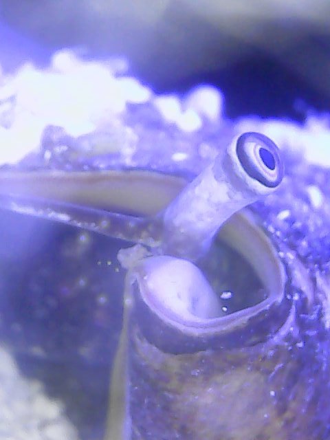 conch eye 2.jpg