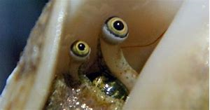 Conch.png