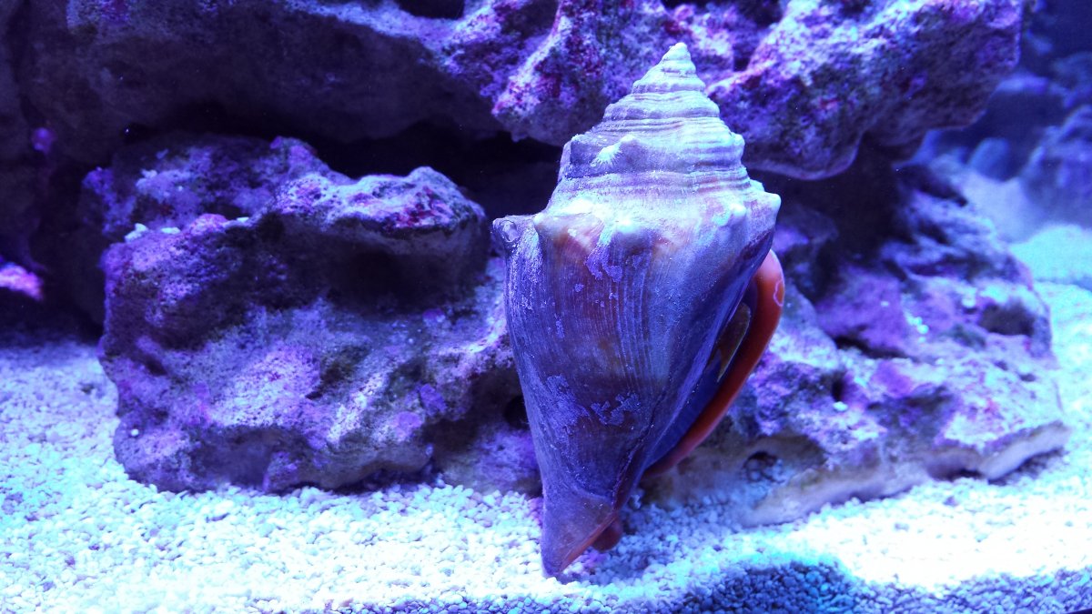conch stuck.jpg