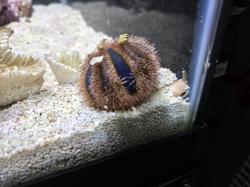 conch1.jpeg