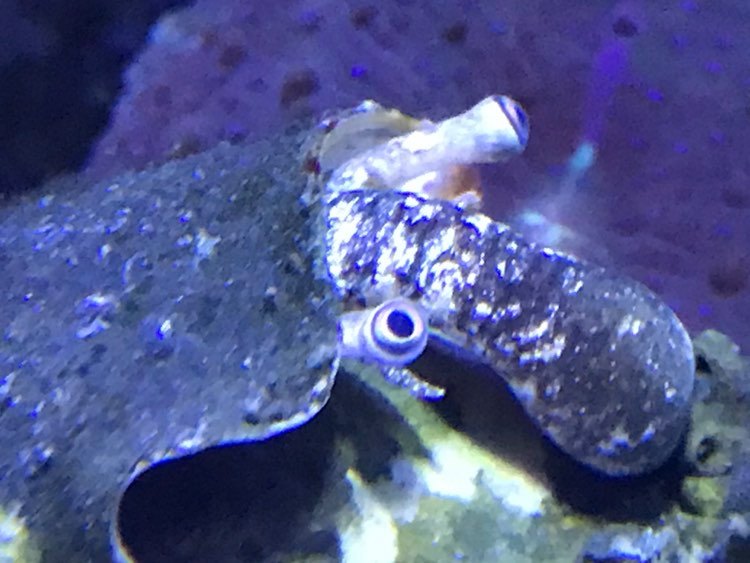 conch113020.jpg