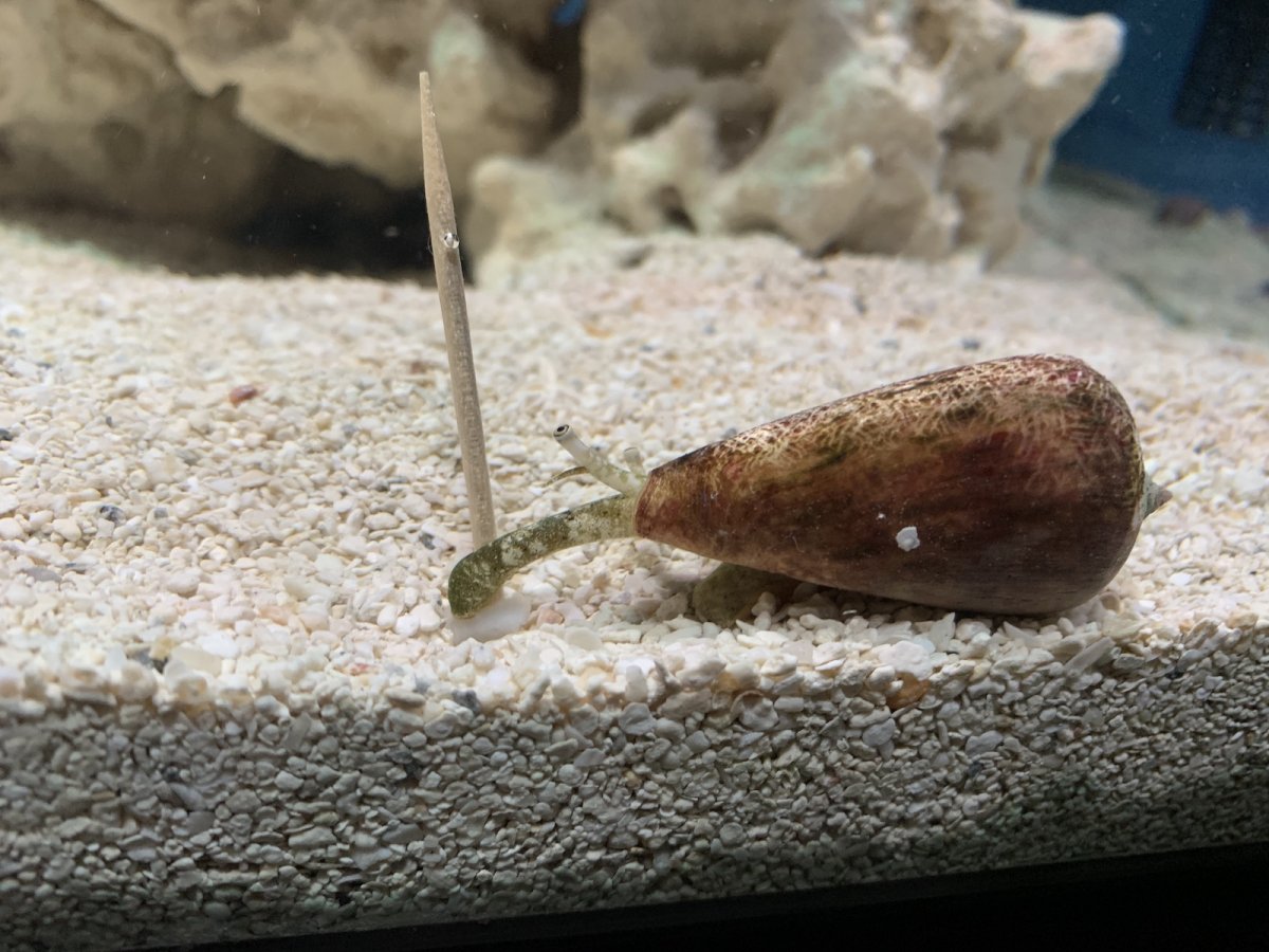conch1_small.jpeg