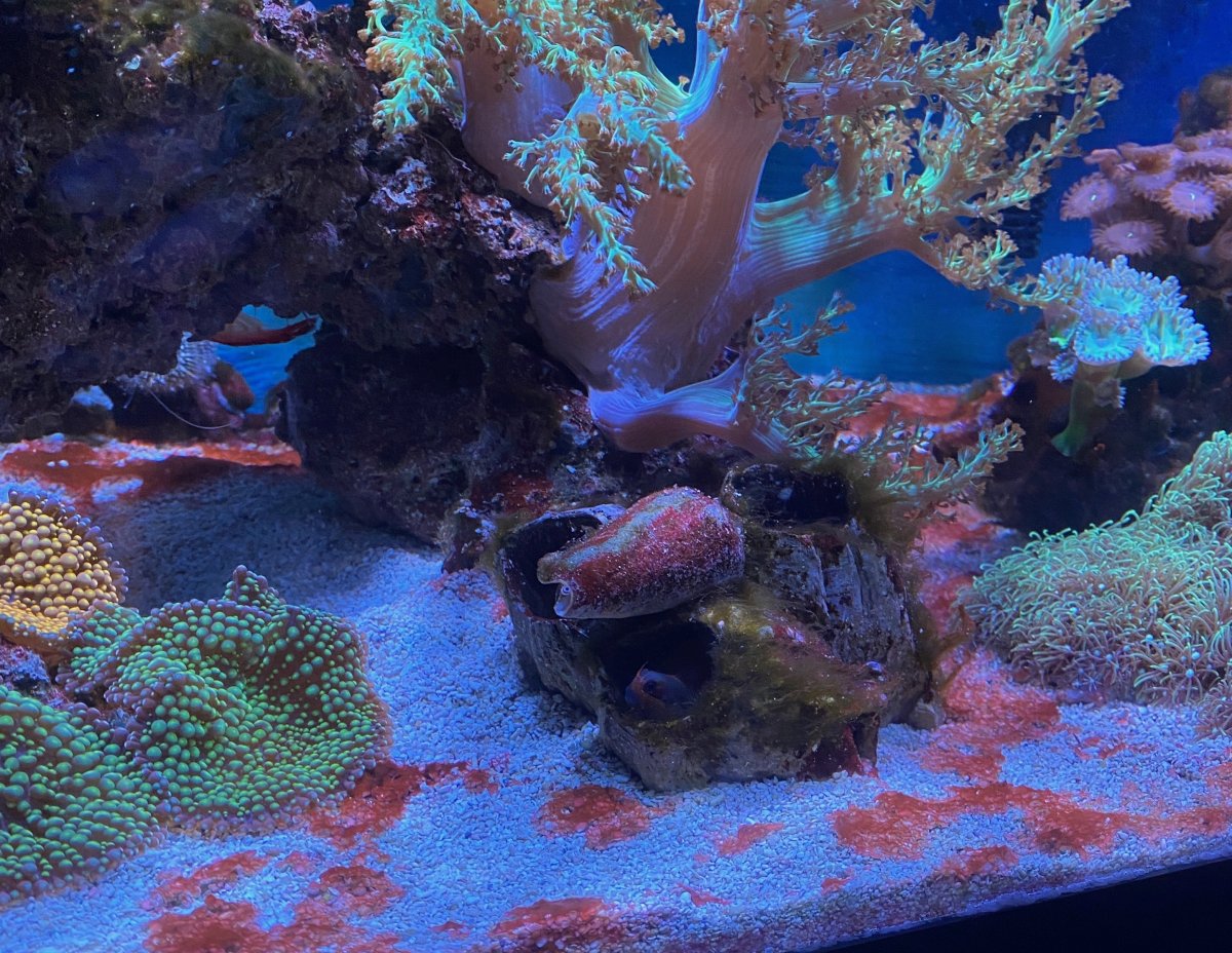 conch_blenny1.jpeg