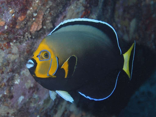 Conspicuous Angelfish ( Chaetodontoplus conspicillatus ) | REEF2REEF  Saltwater and Reef Aquarium Forum