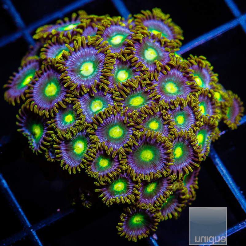Cookie Monster Zoanthid Colony 149 55.JPG