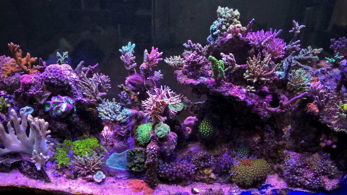 cool blue + colored.jpg
